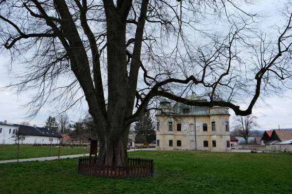 Enkele honderden jaren oude lindeboom in Hronsek