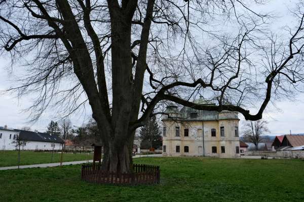 Mehrere hundert Jahre alte Linde in Hronsek