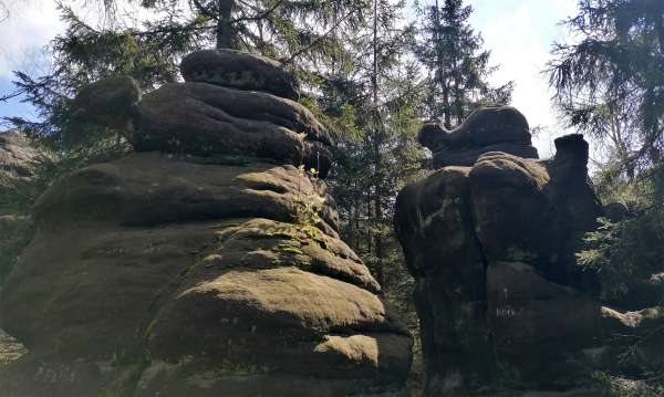 Gatto delle rocce