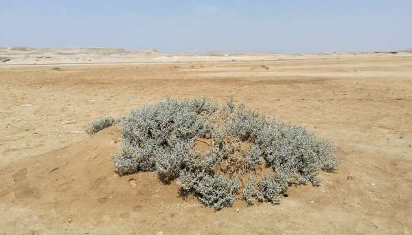 Vegetação esporádica do deserto egípcio