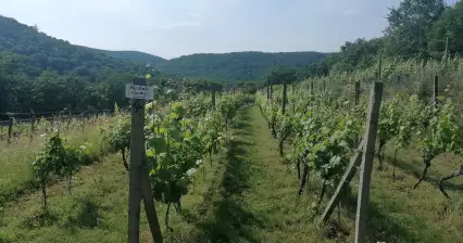 ショベスのブドウ園