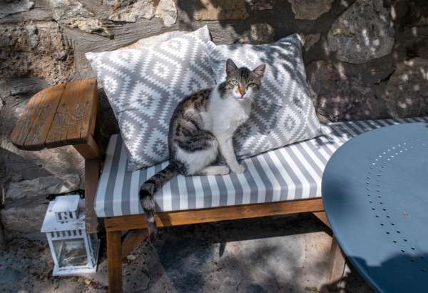 Cat in Eski Datça