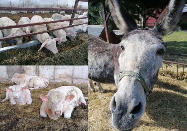 Boerderij Pěnčín