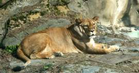 Najpiękniejsze ogrody zoologiczne w Czechach