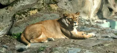 チェコ共和国で最も美しい動物園