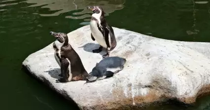 ZOO 플젠