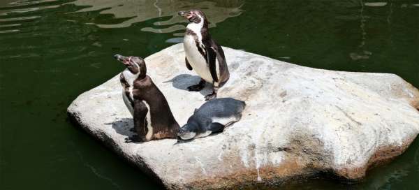 ZOO Plzeň