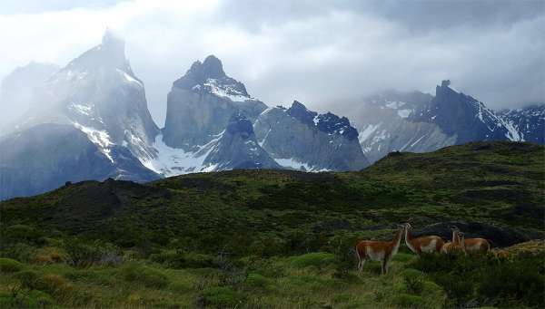 Cuernos del Paine and llamas