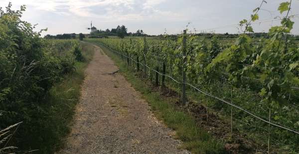 Ascent along the vineyard