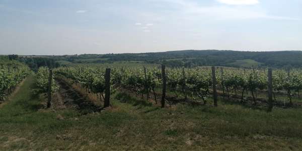 Вид через виноградники в Австрию