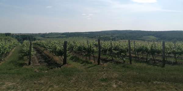 View across the vineyards to Austria