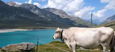 A walk at the Bernina Pass