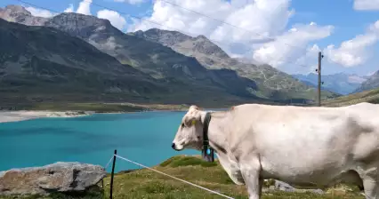 Procházka u průsmyku Bernina