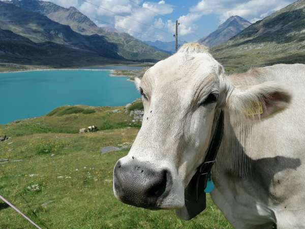 Las omnipresentes vacas suizas