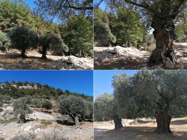 Vale de oliveiras antigas