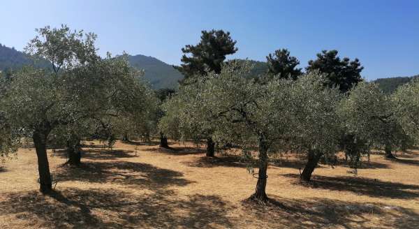 Olivenbäume im Landesinneren