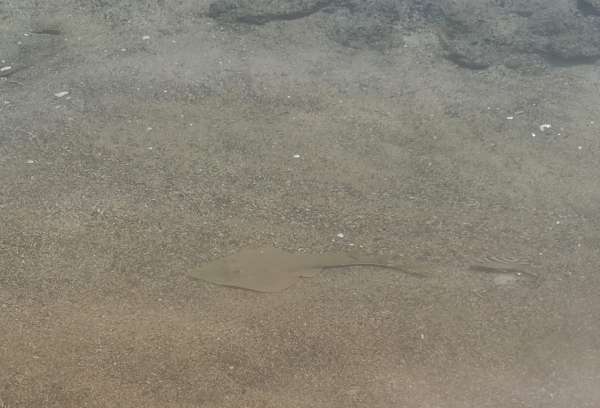 Stingray in Marsa Alam