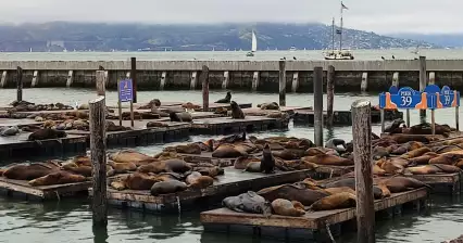 San Francisco - Quai 39