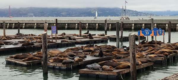 San Francisco – Pier 39: Počasí a sezóna