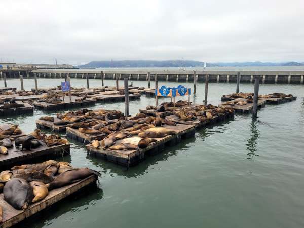 Panneau d'information sur la vie des lions de mer