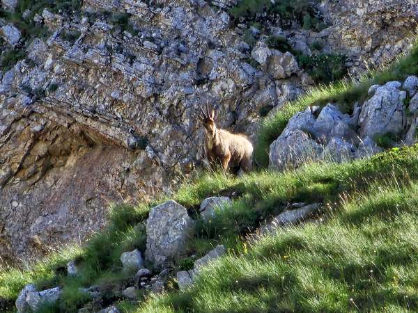 Sella di Monte Aquila 山口的山羚羊 (2335 m)