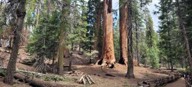 Park Narodowy Kings Canyon – Grant Grove