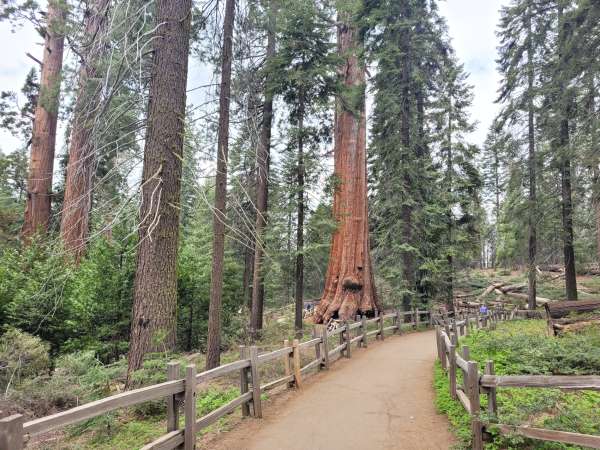 Gigantische sequoia's