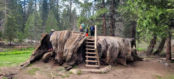 Kings Canyon National Park - Mark Twain Stump: Accommodations