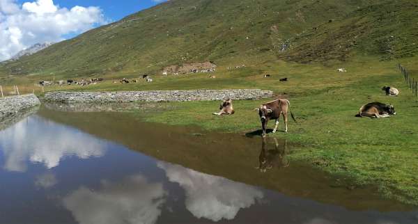 Un lago para vacas