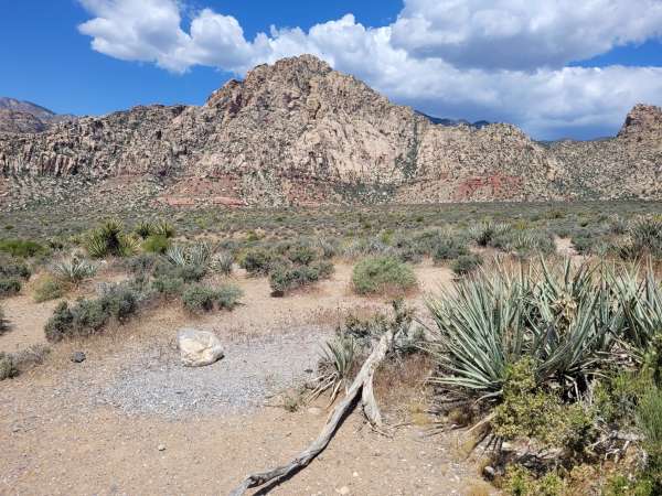Nature of Red Rock Canyon
