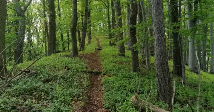 Strelečská hora (456m)