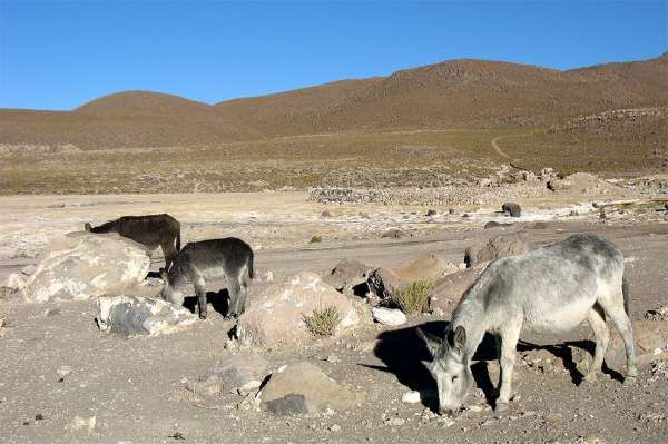 Altiplano donkeys 