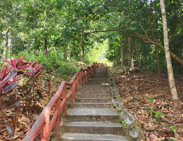 Escaliers dans la jungle
