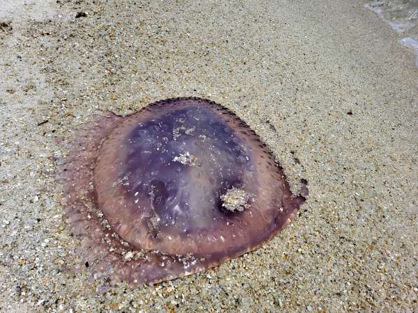 Medusas moradas grandes e inofensivas