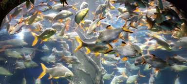Экскурсия по аквариуму Куала-Лумпура