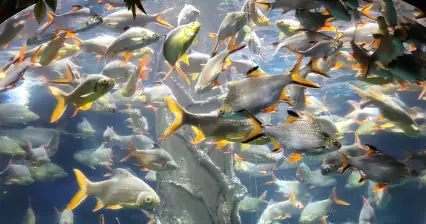 Tour del Acuario de Kuala Lumpur