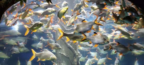 Visite de l'aquarium de Kuala Lumpur