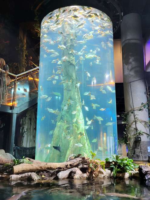 Cilindro gigante dell'acquario