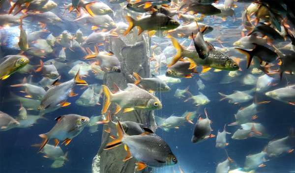 Akvárium plné rýb