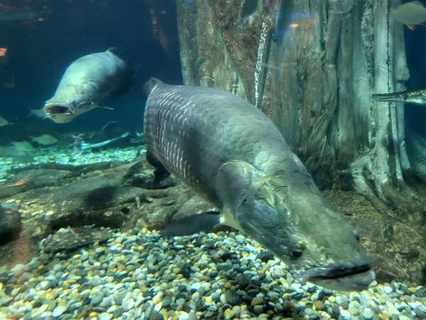 Gigantic freshwater fish