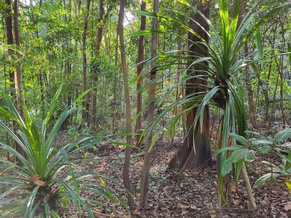 Imbiah – Umliegender Dschungel
