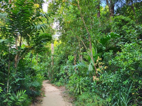 Cesta džunglí