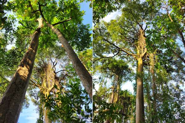 Nejkrásnější stromy na Imbiah Trail