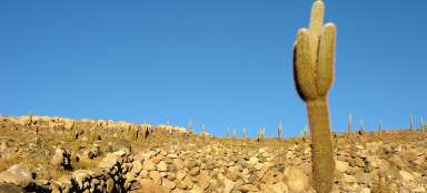 Gigantische cactussen in de buurt van Atulcha