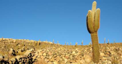 Gigantische cactussen in de buurt van Atulcha