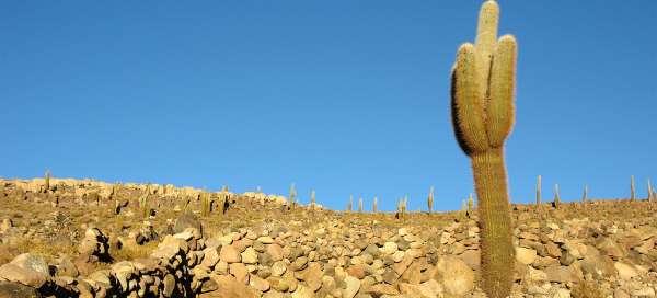 Gigantic cacti at Atulcha: Weather and season
