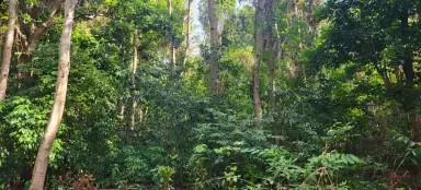 Hike through the hinterland of Ko Lipe Island