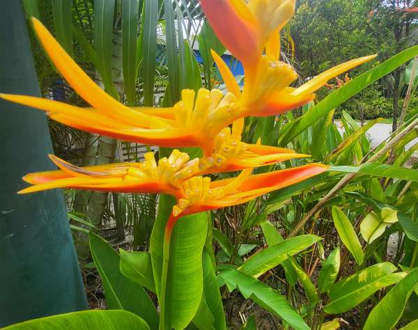 Vegetação tropical atrás da praia