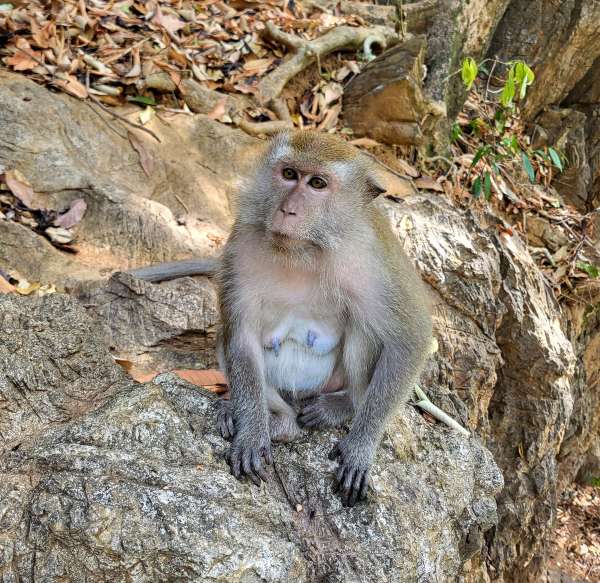 Macaco