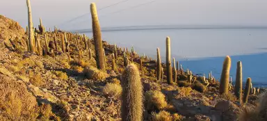 Kakteen auf Isla Incahuasi